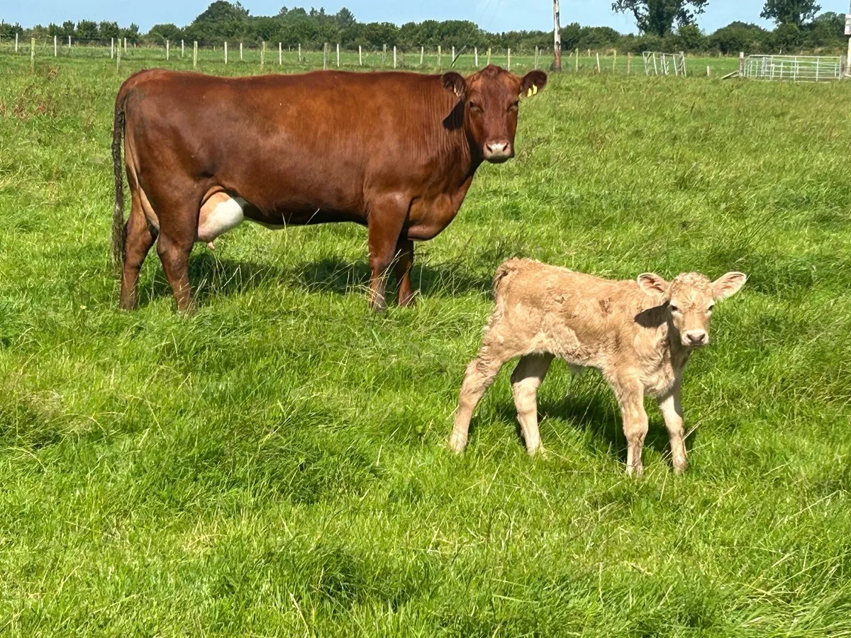 5 star second calved cow and heifer calf - Image 2