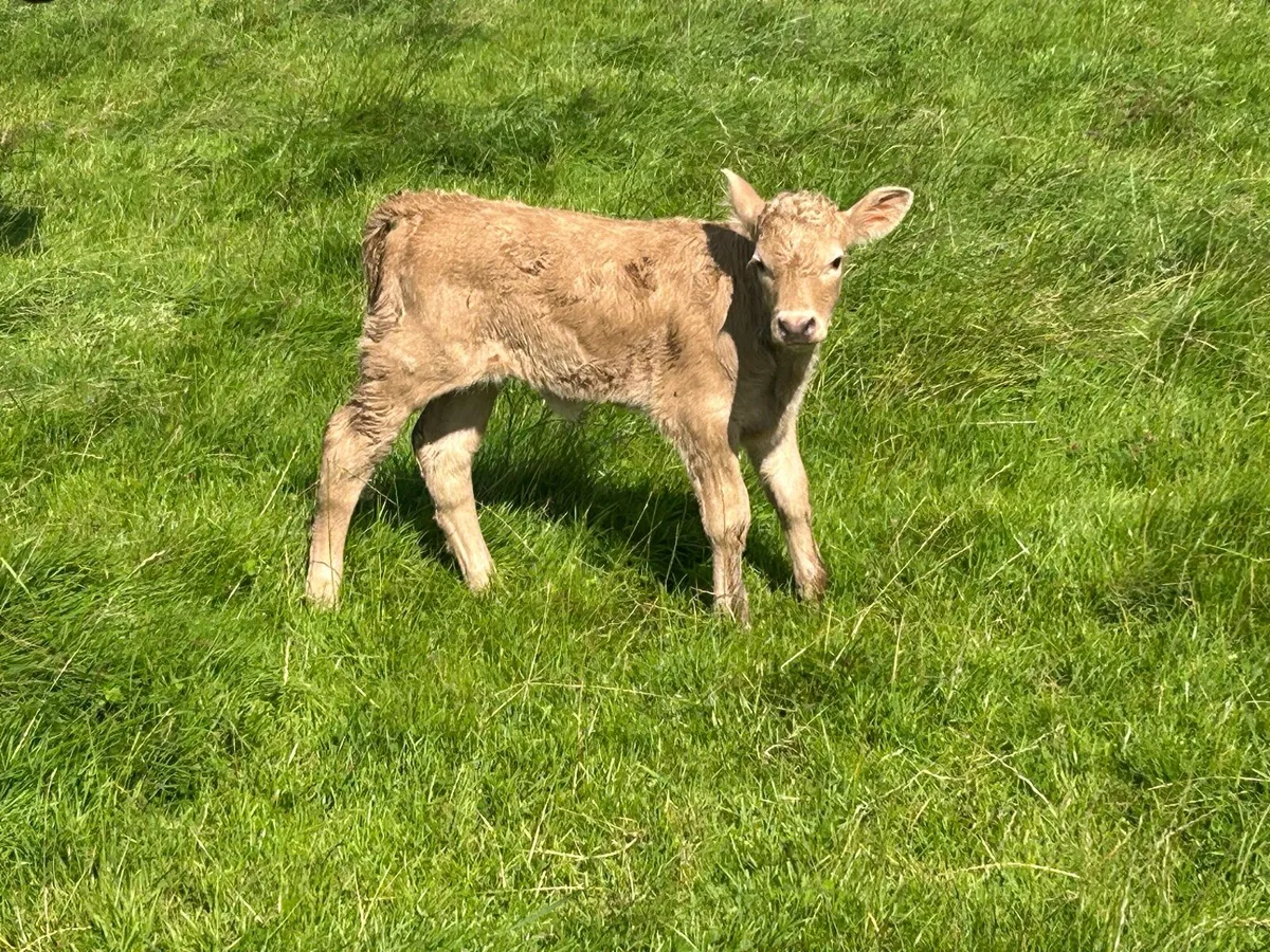 5 star second calved cow and heifer calf - Image 3
