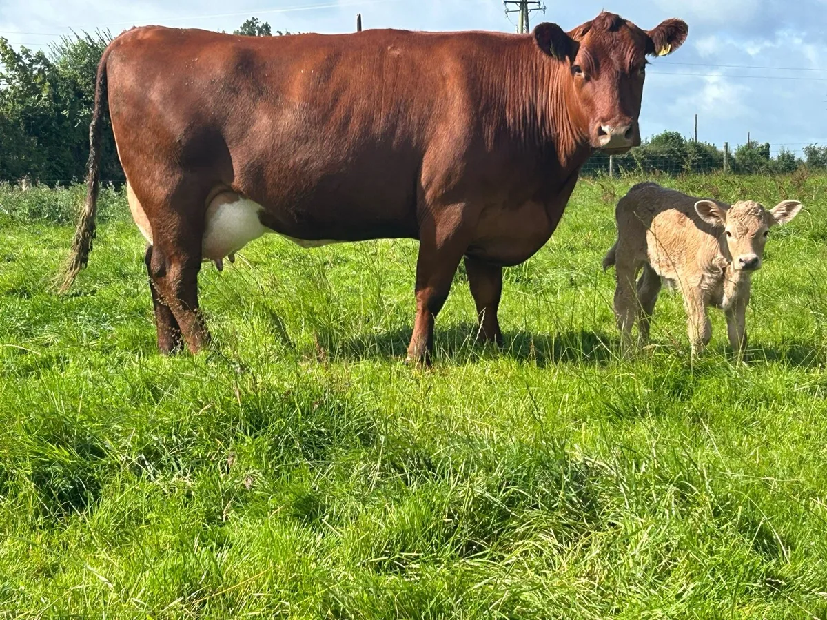 5 star second calved cow and heifer calf - Image 4