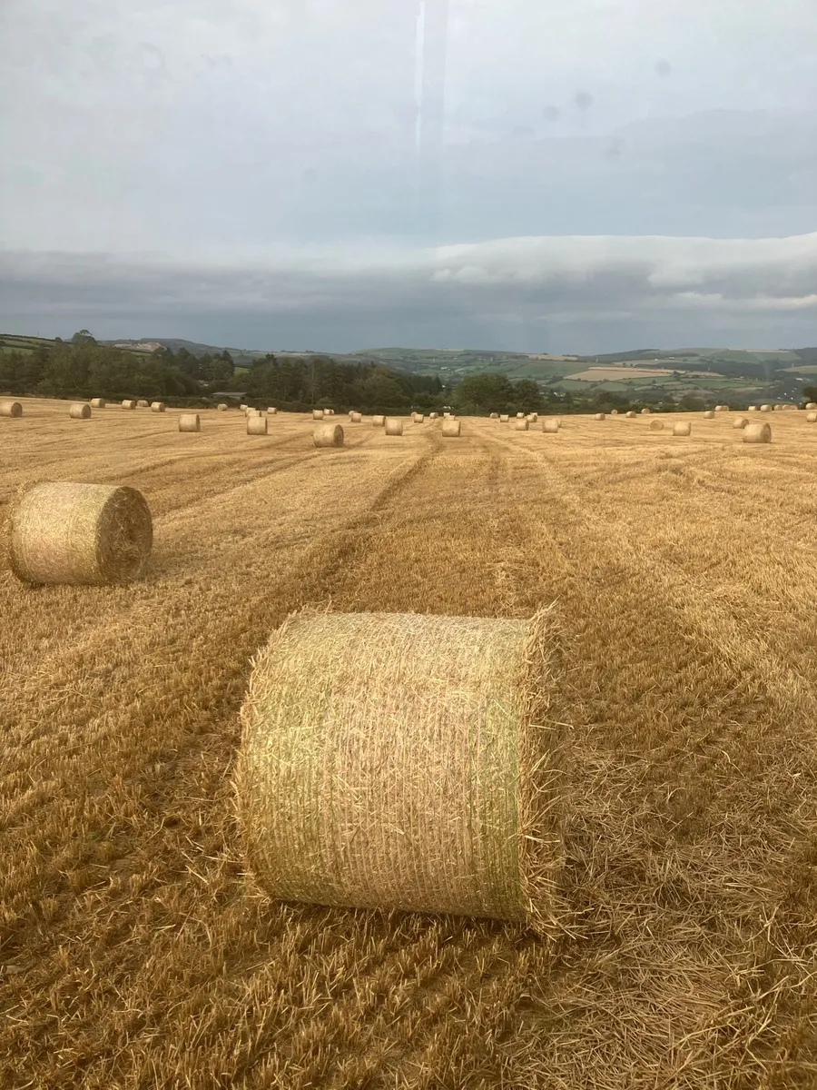 ** Malting Barley Straw ** Firm Bales - Image 1