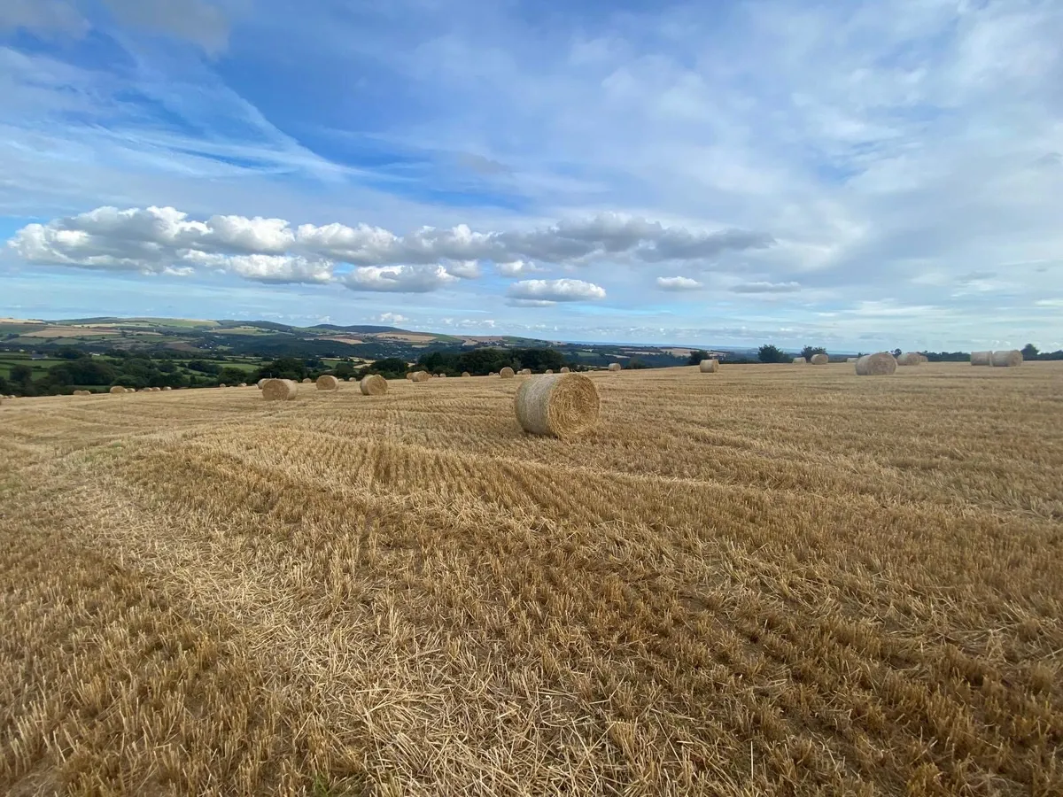 ** Malting Barley Straw ** Firm Bales - Image 2