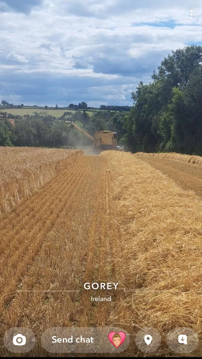 ** Malting Barley Straw ** Firm Bales - Image 3