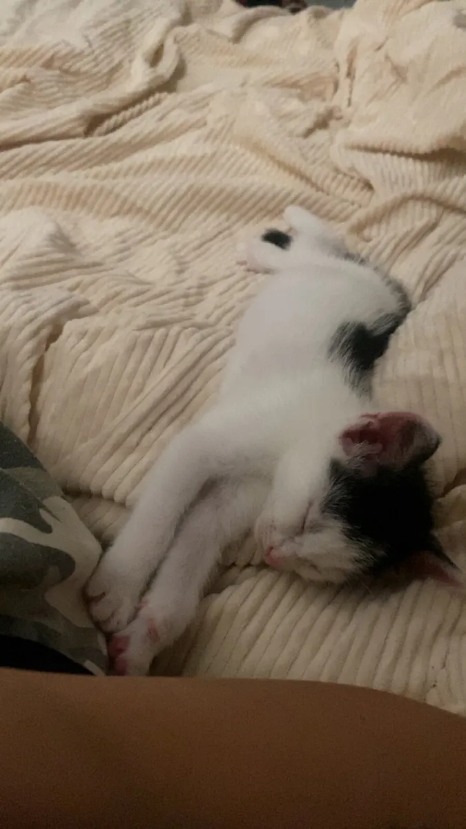 Kitten - Image 2