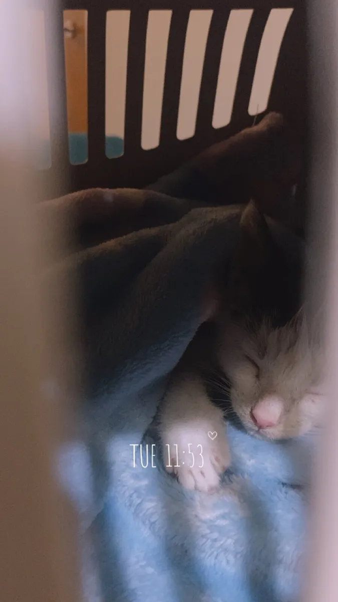 Kitten - Image 3