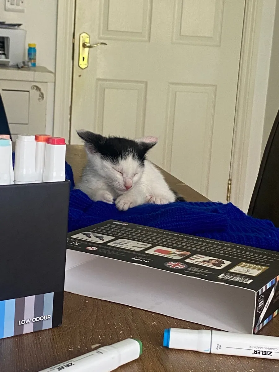 Kitten - Image 4