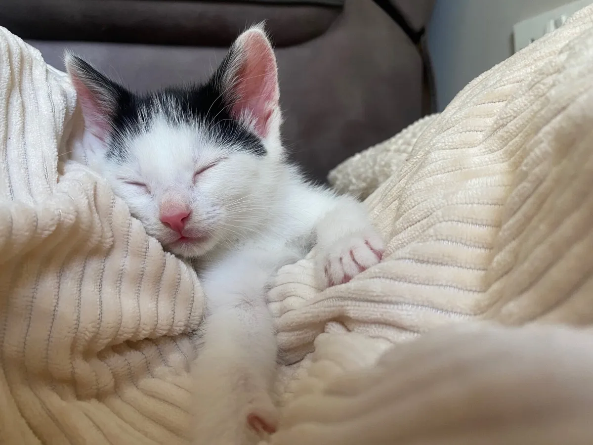 Kitten - Image 1