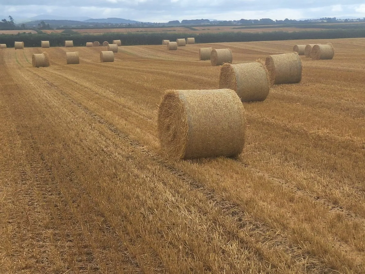 Straw - Image 1