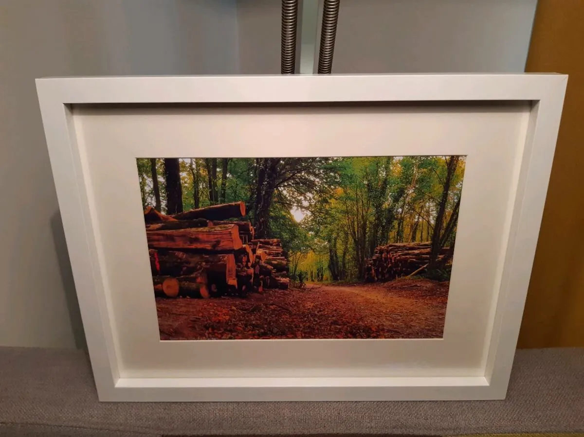 Rostellan Woods - Image 2