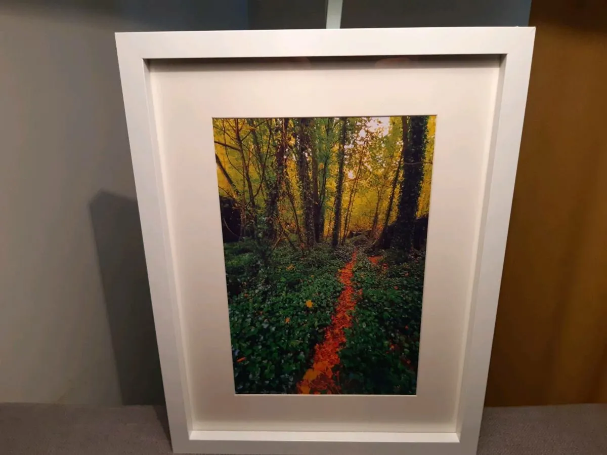 Rostellan Woods - Image 4