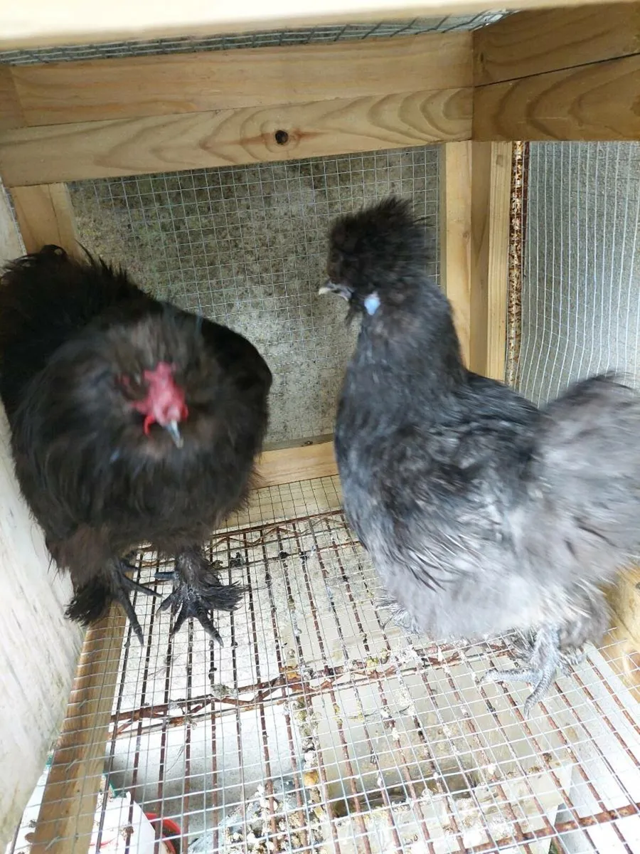 Pure breed Poultry - Image 3