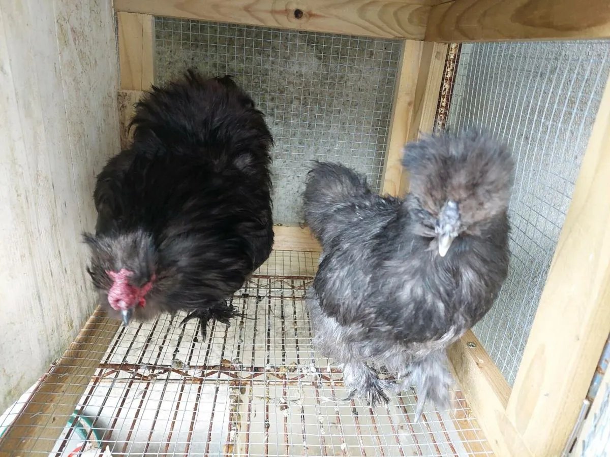 Pure breed Poultry - Image 4