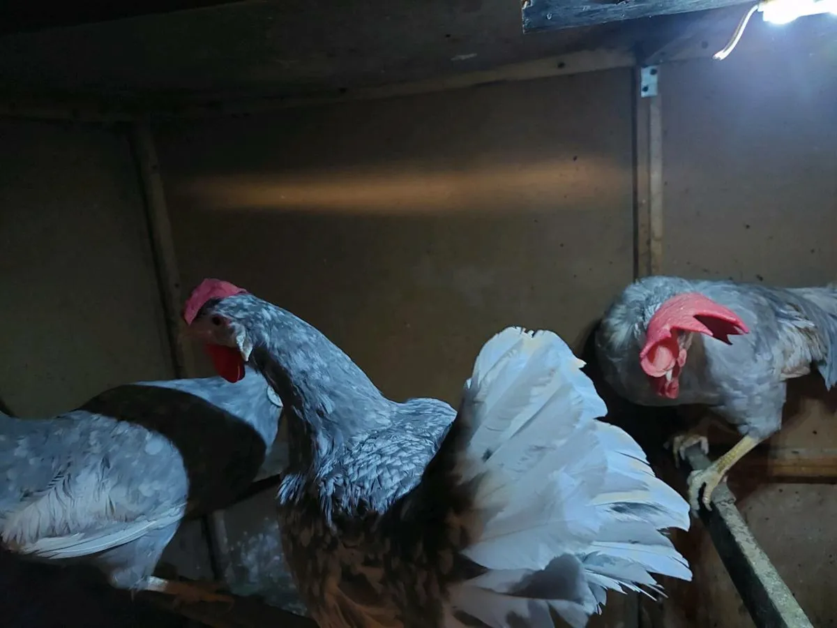 Pure breed Poultry - Image 2