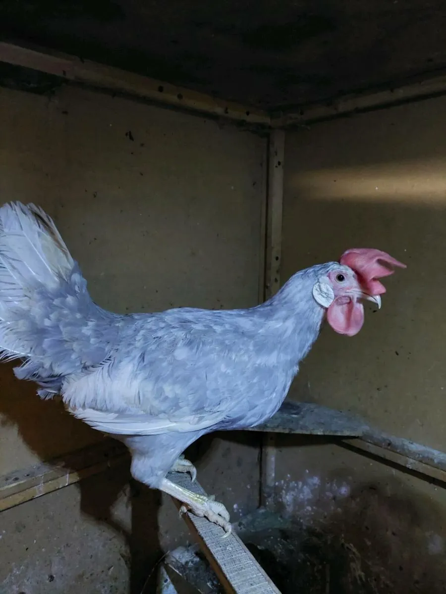 Pure breed Poultry - Image 1