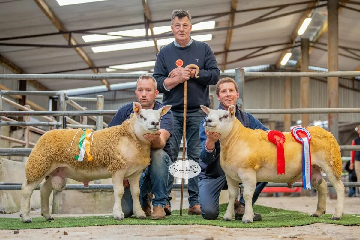 Western region texel club premier sale 22nd August - Image 1