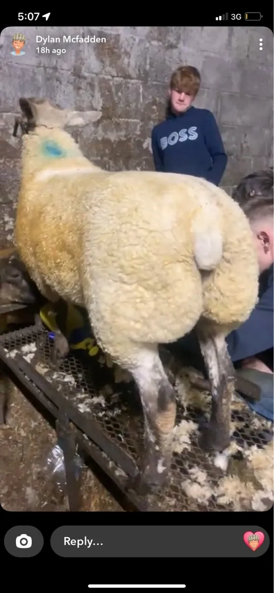 Sheep - Image 1