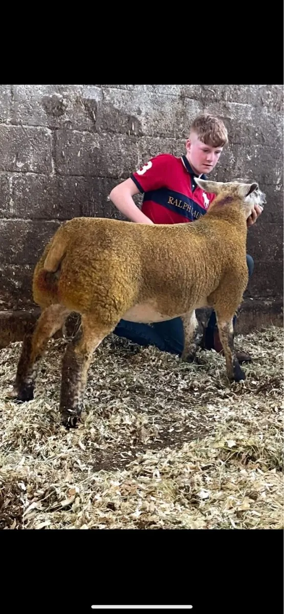 Sheep - Image 2