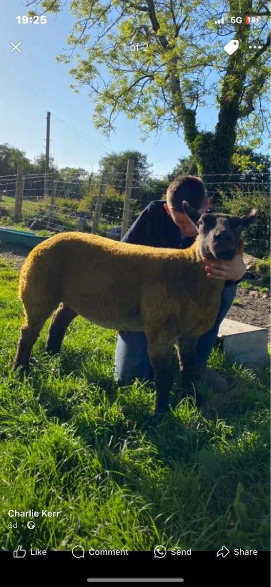 Sheep - Image 3