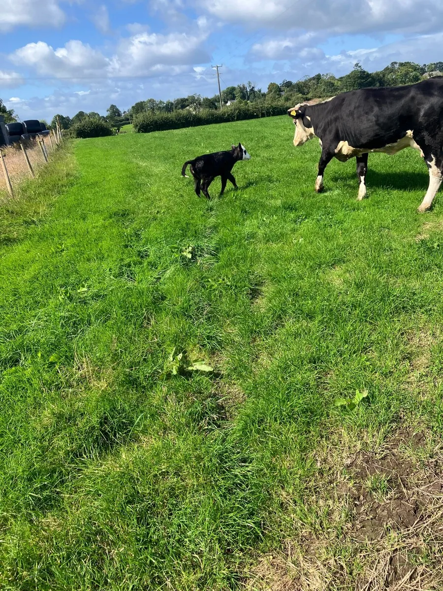 Cow - Image 1