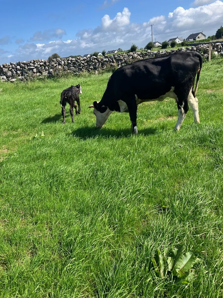 Cow - Image 2