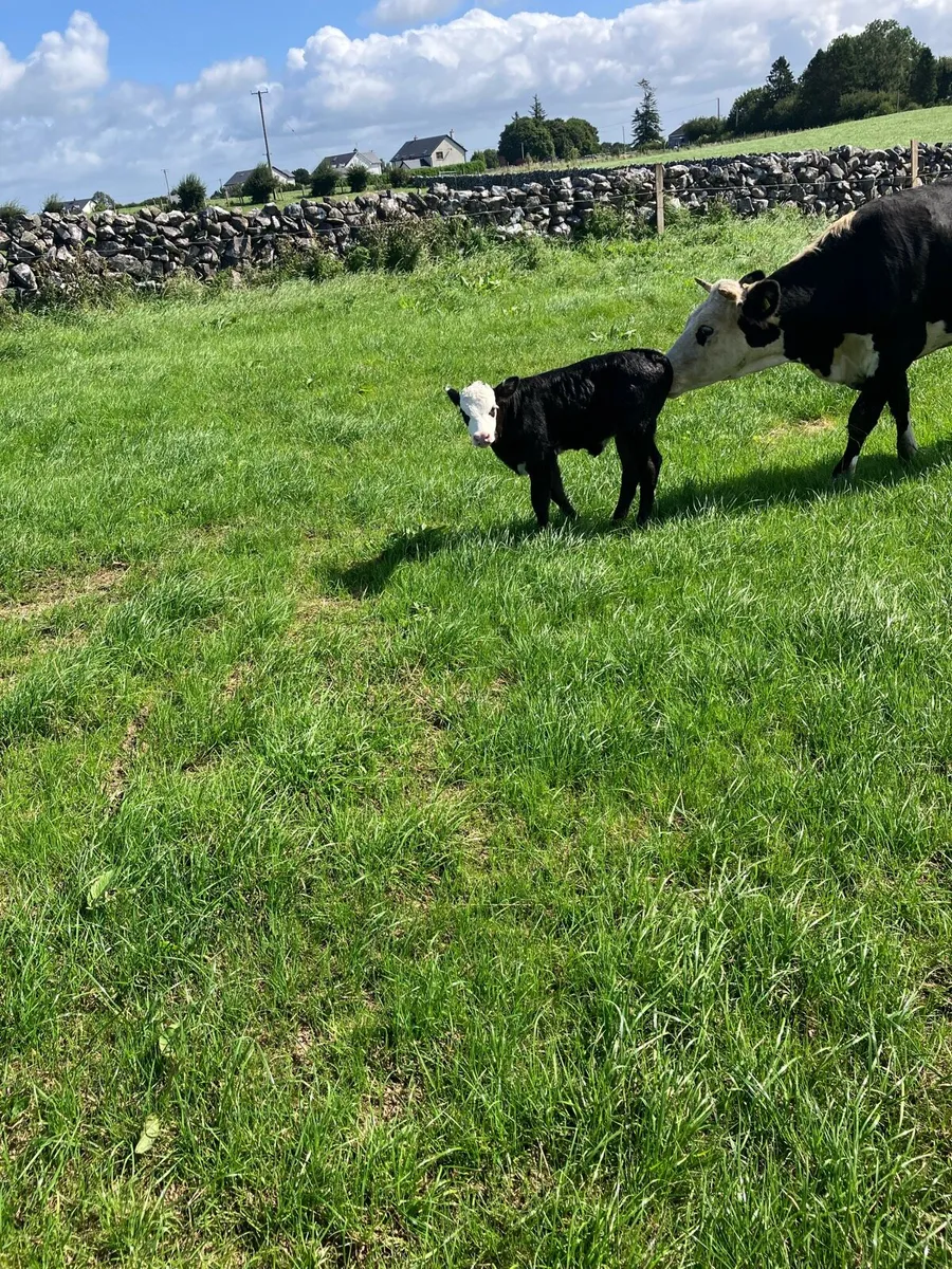 Cow - Image 3