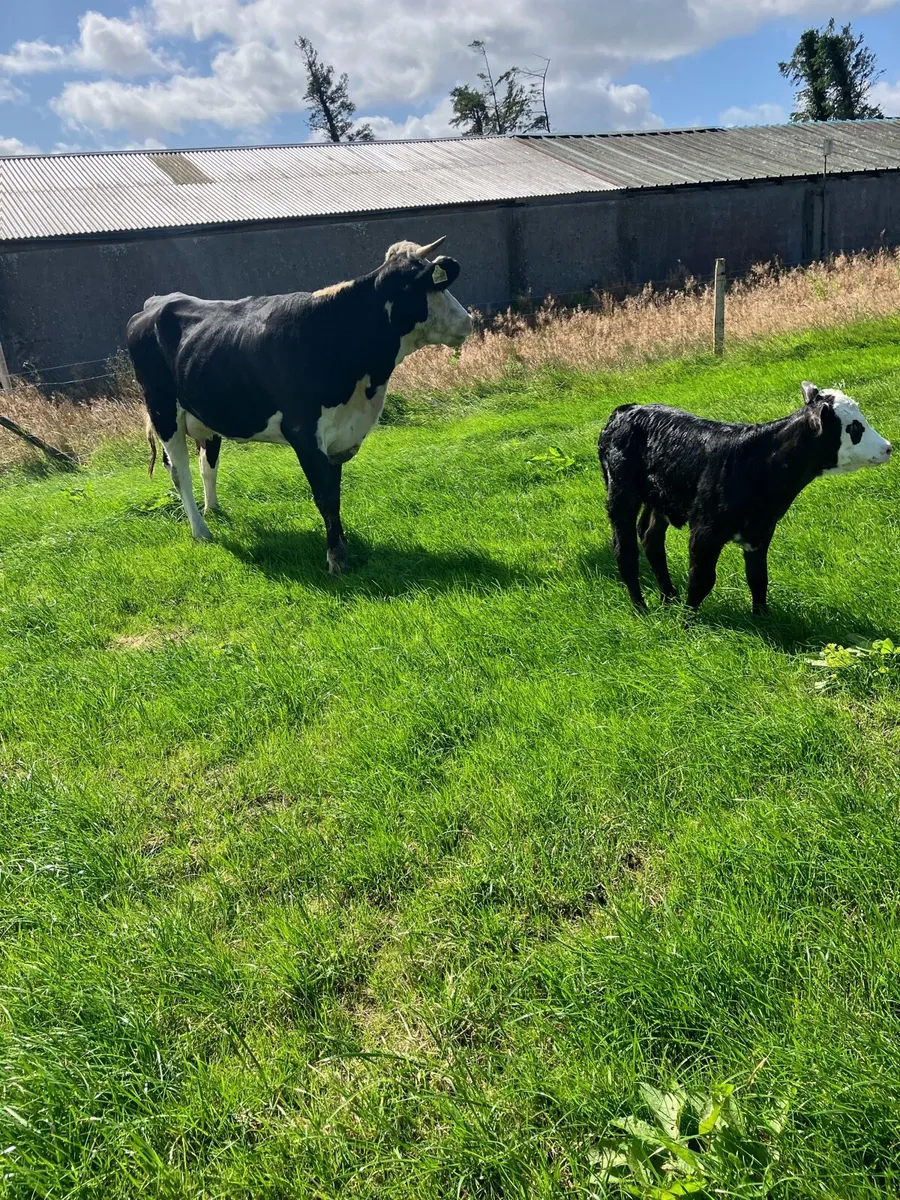 Cow - Image 4