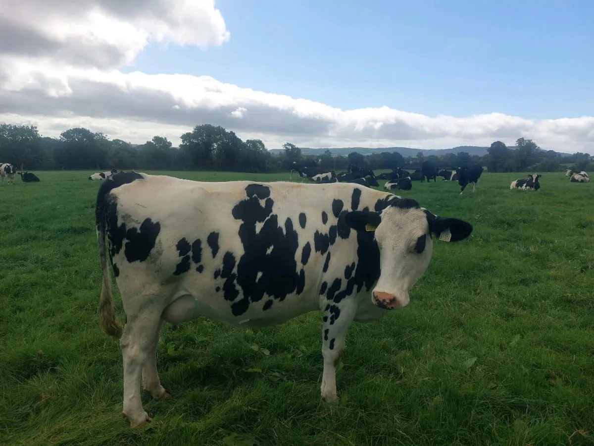 Cow - Image 1