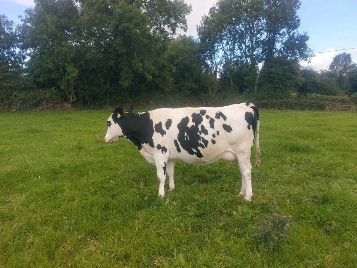 Cow - Image 2