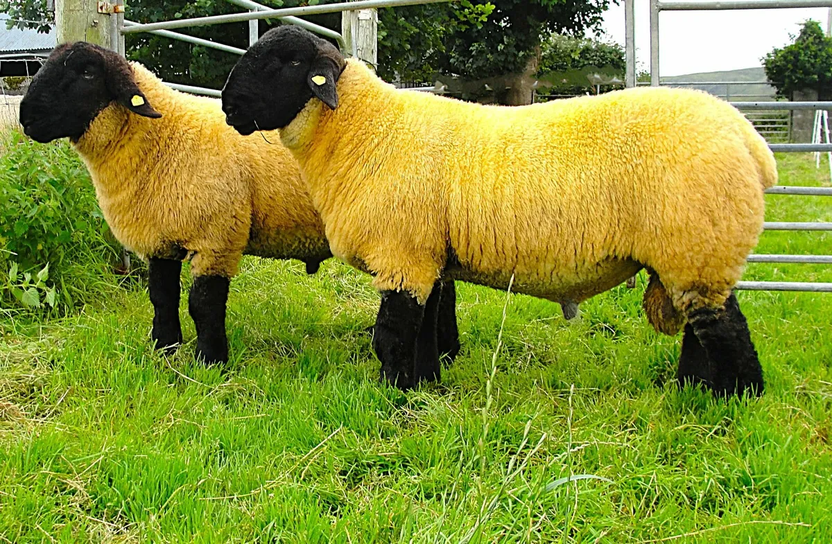 Suffolk Ram Lambs - Image 1