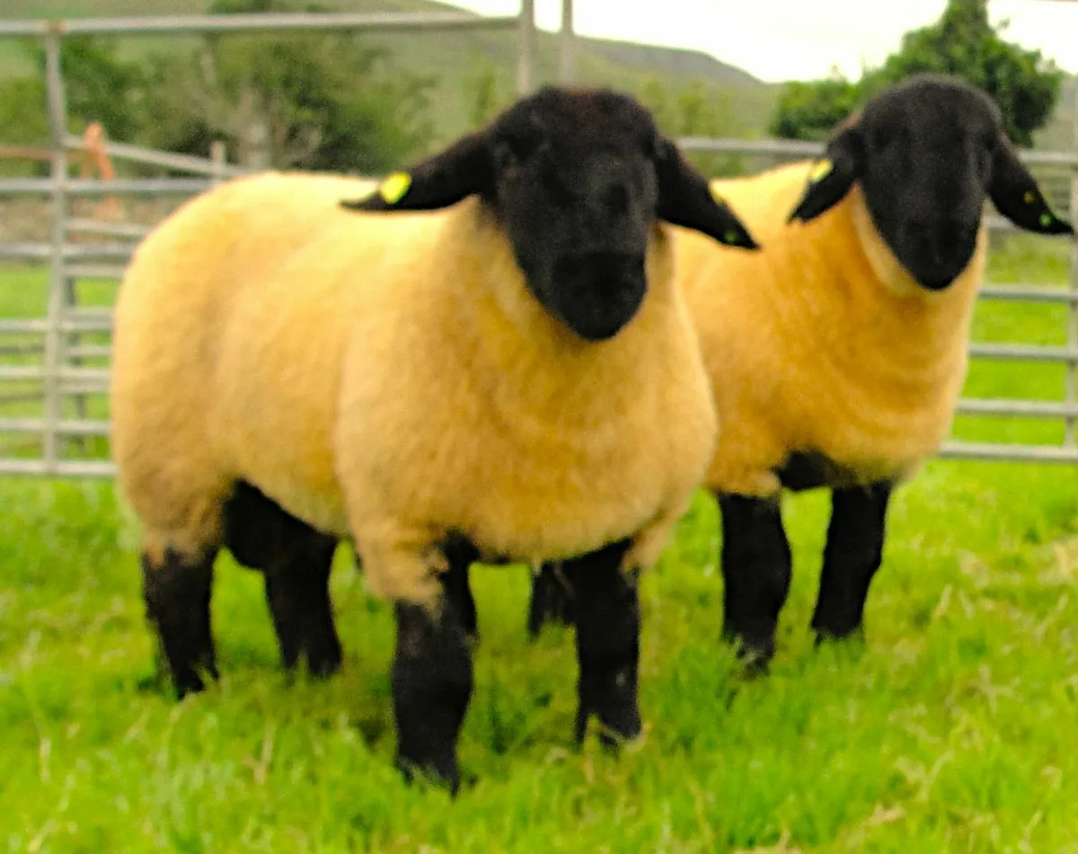 Suffolk Ram Lambs - Image 2
