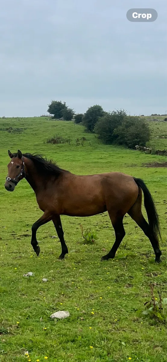 Connemara Bay  Filly - Image 1