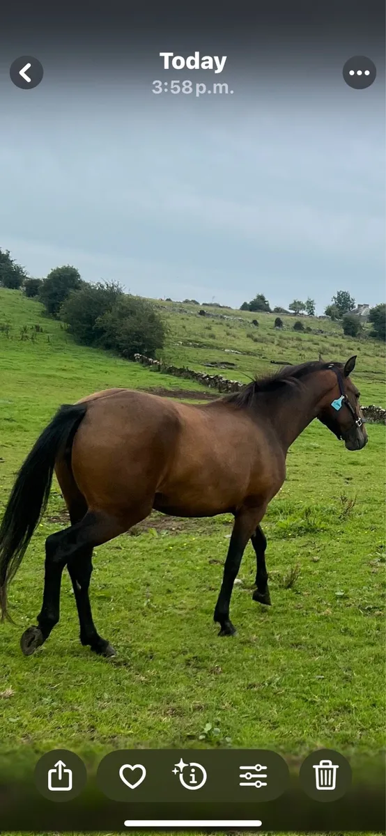 Connemara Bay  Filly - Image 2