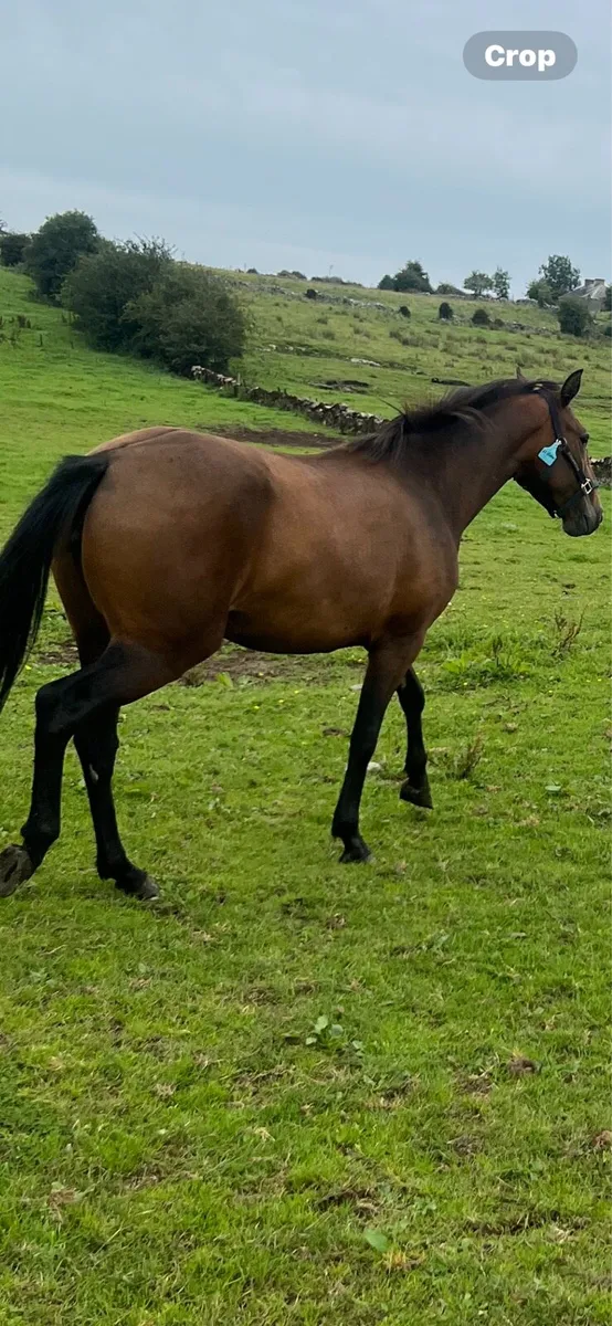 Connemara Bay  Filly - Image 3