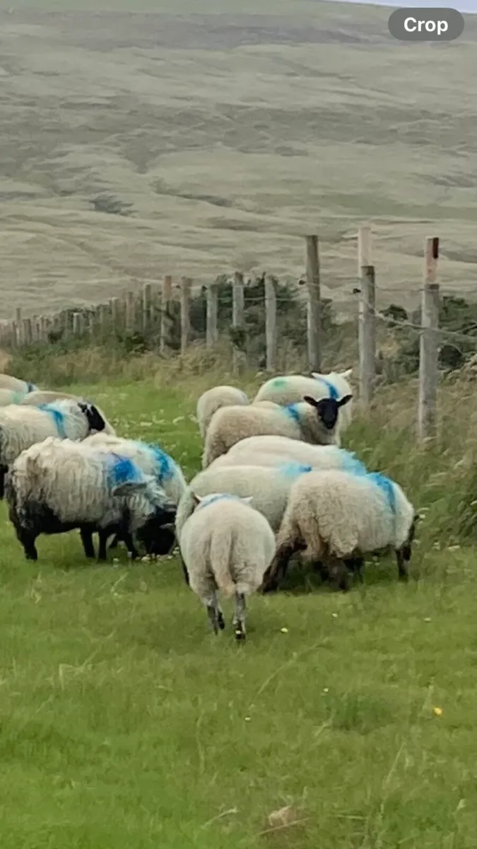 Ewe Lambs - Image 1