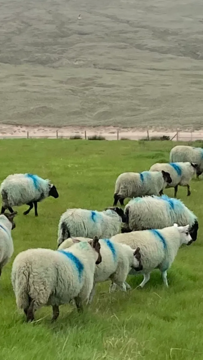 Ewe Lambs - Image 2