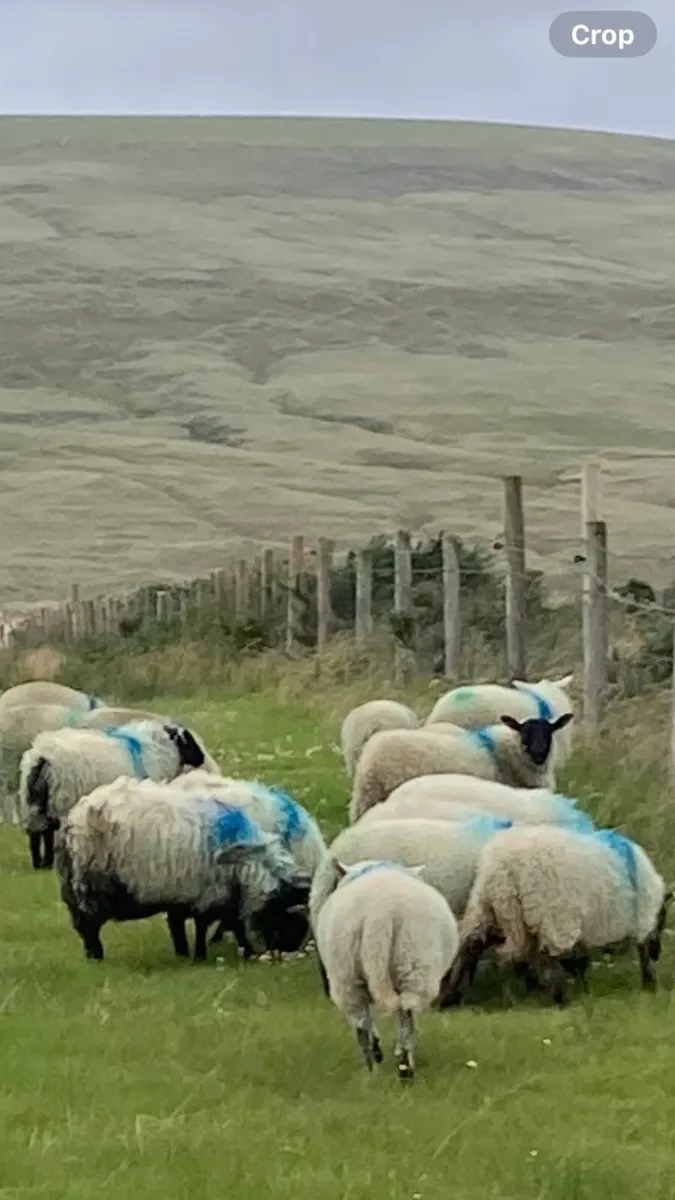 Ewe Lambs - Image 3