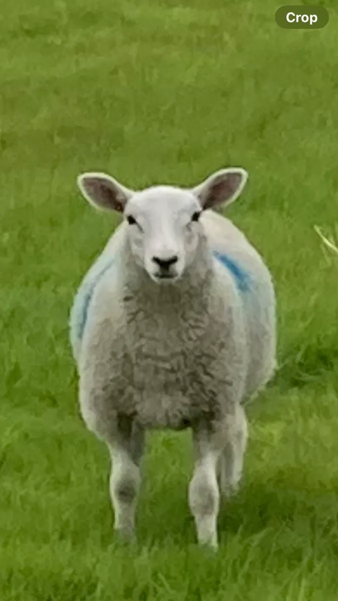 Ewe Lambs - Image 4
