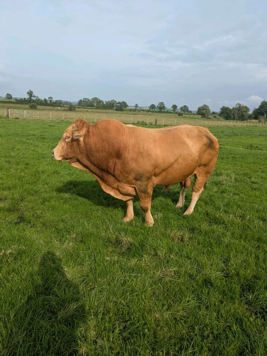 PBR Limousin Bull - Image 1