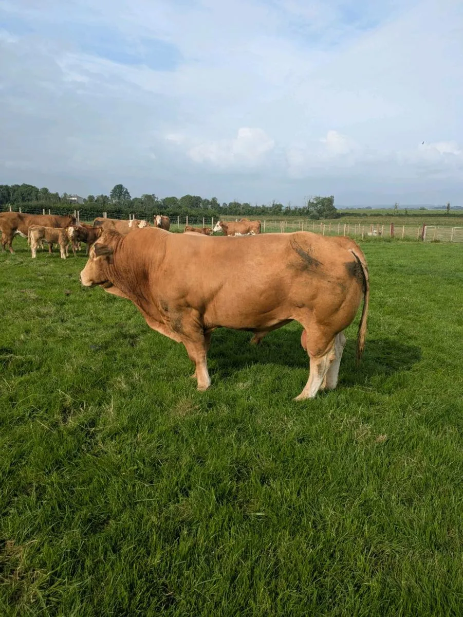 PBR Limousin Bull - Image 2