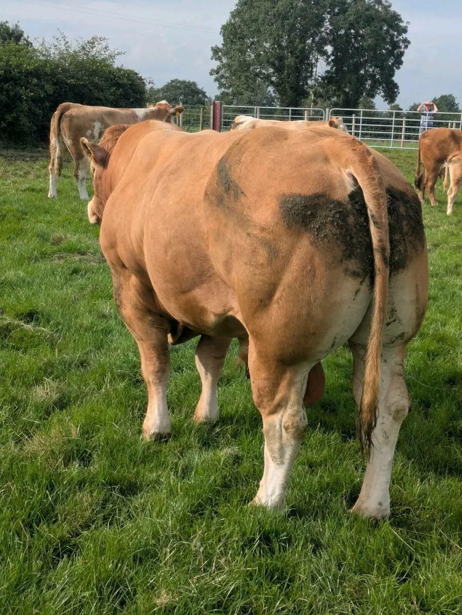 PBR Limousin Bull - Image 3