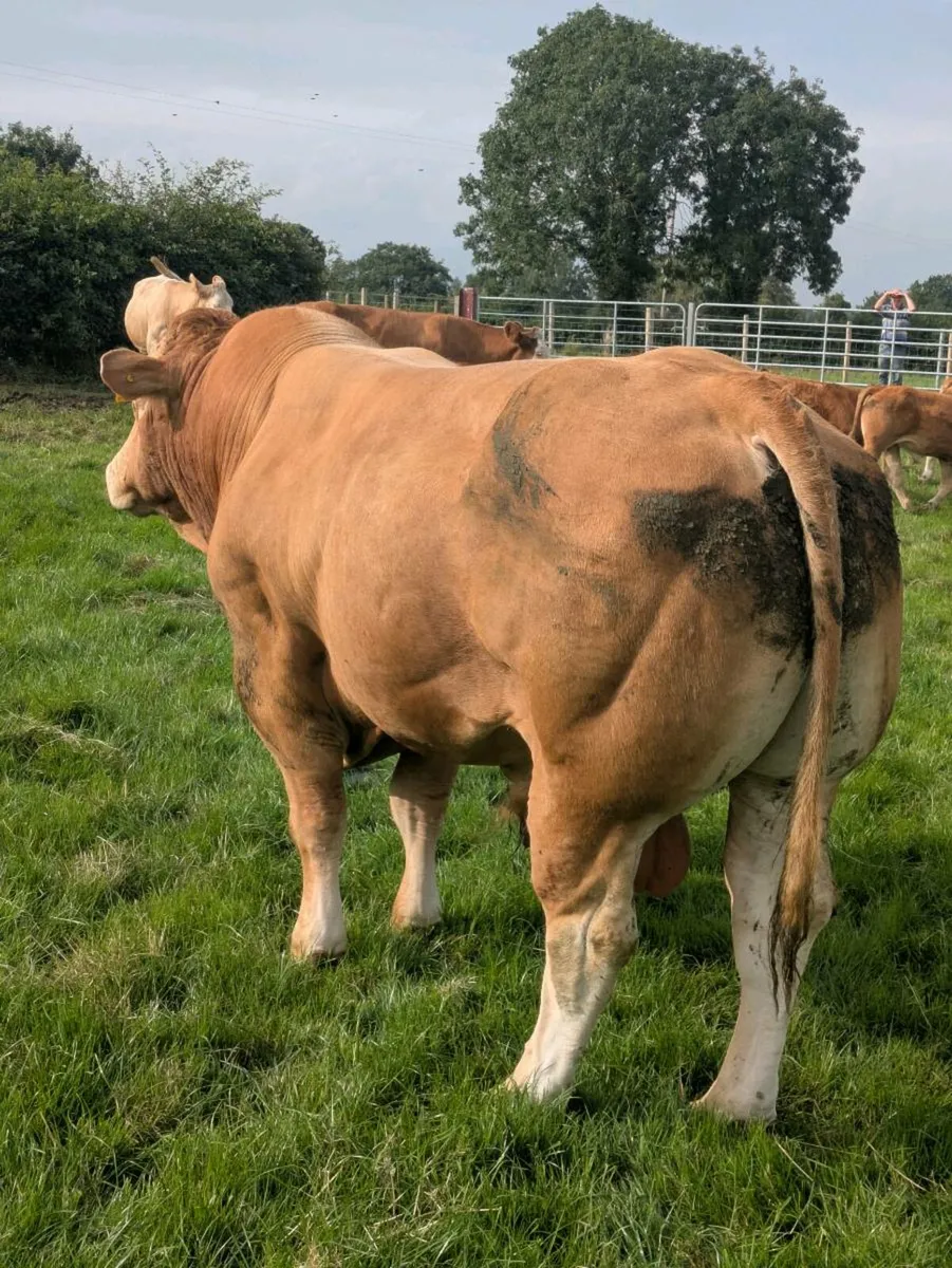PBR Limousin Bull - Image 4