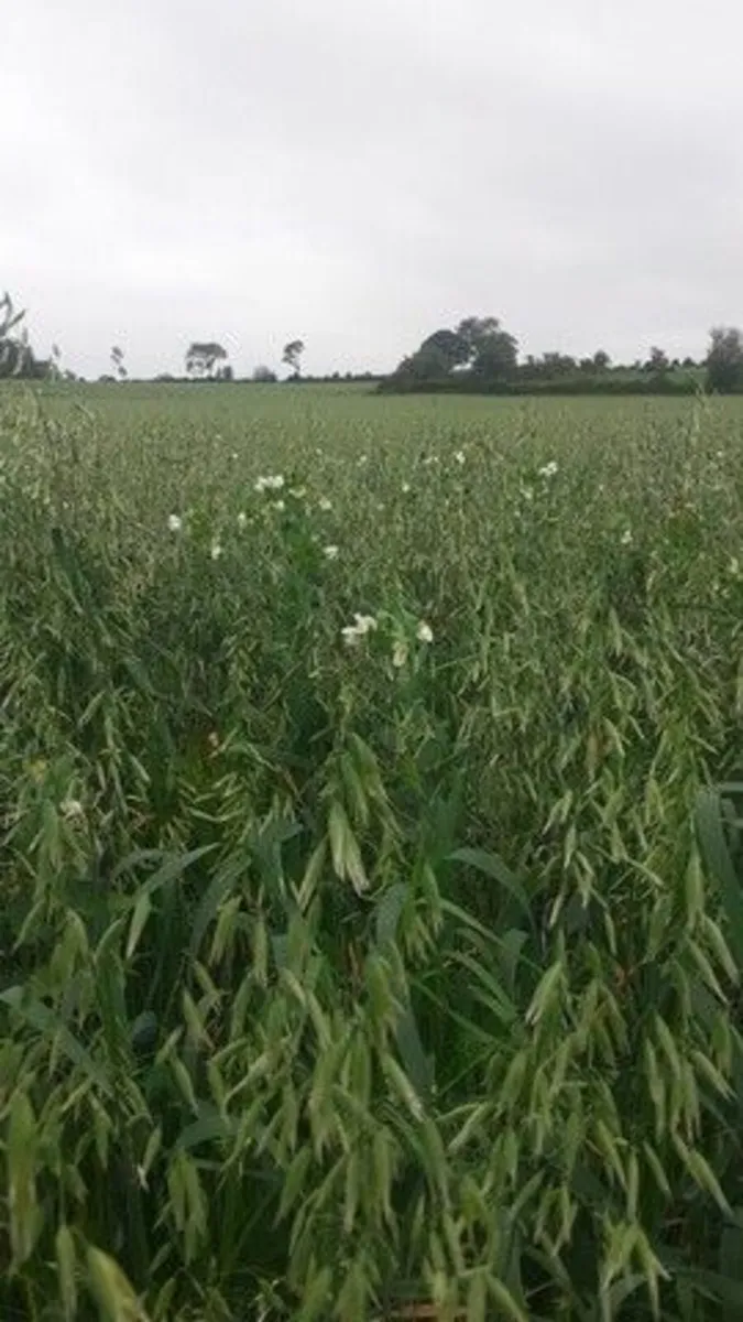 Organic Combi-Crop(Oats, Peas, Barley) - Image 1