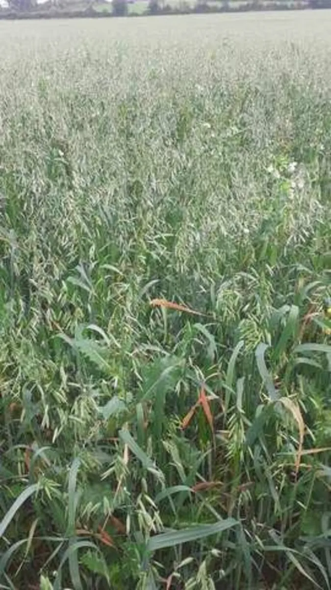 Organic Combi-Crop(Oats, Peas, Barley) - Image 3