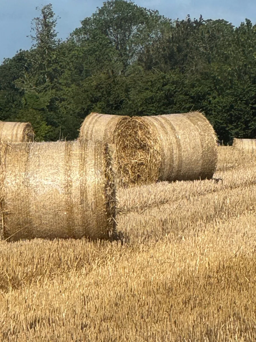 Round Bales of good quality Rye straw . - Image 1