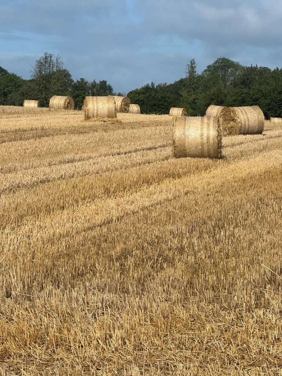 Round Bales of good quality Rye straw . - Image 2