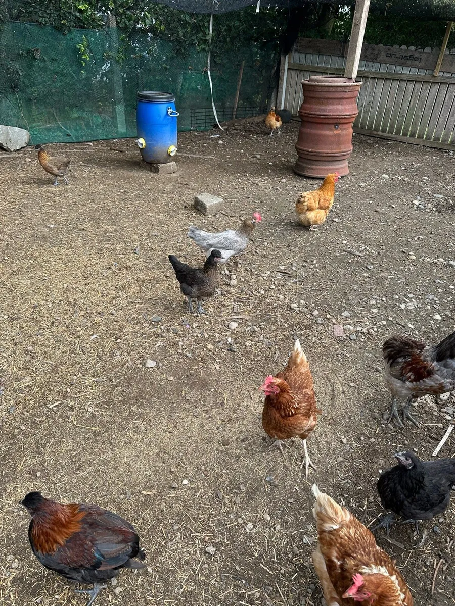 Pekin bantam cross - Image 1
