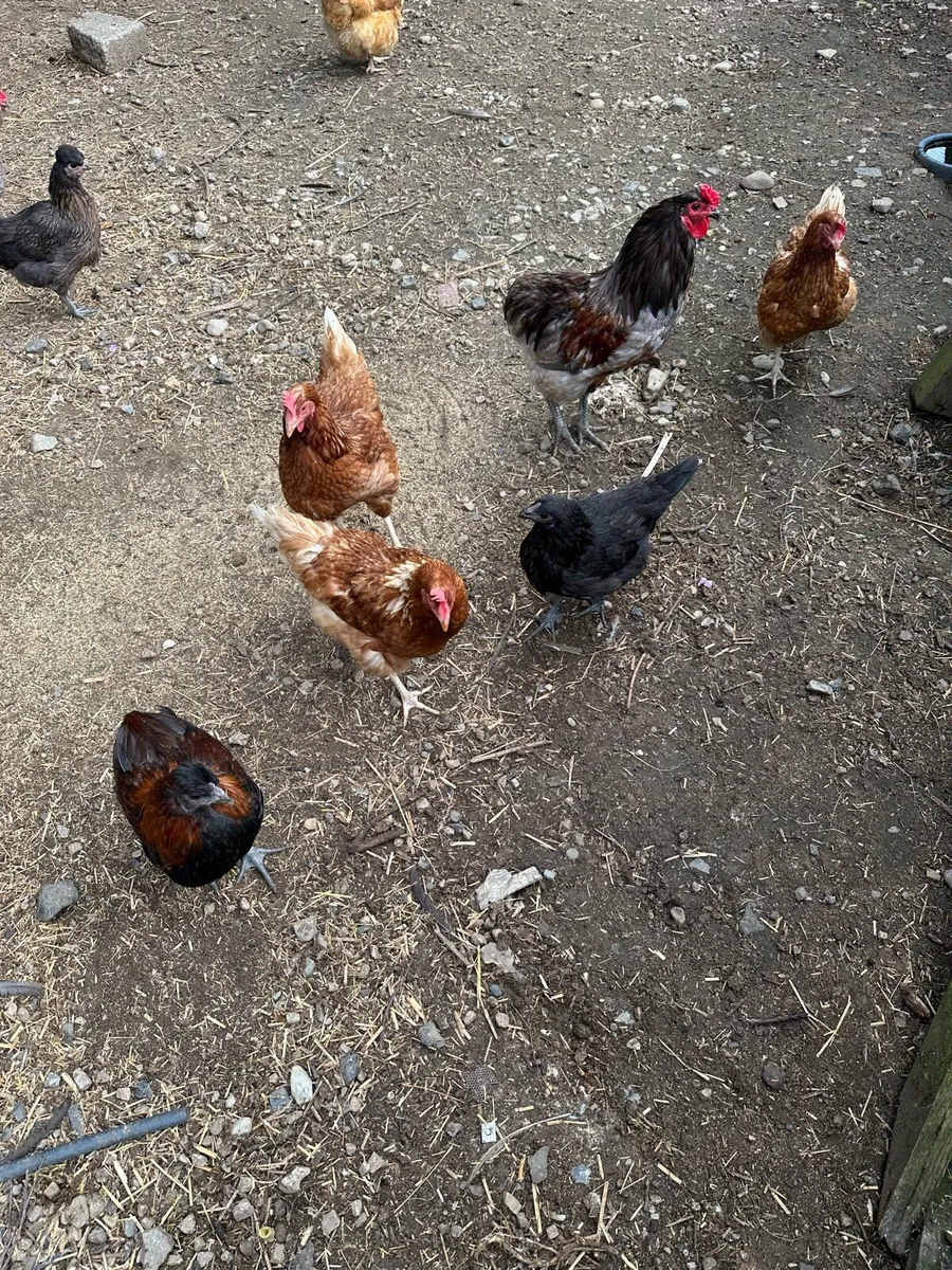 Pekin bantam cross - Image 2