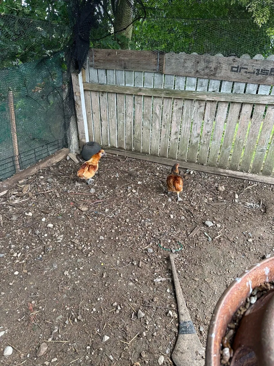Pekin bantam cross - Image 3