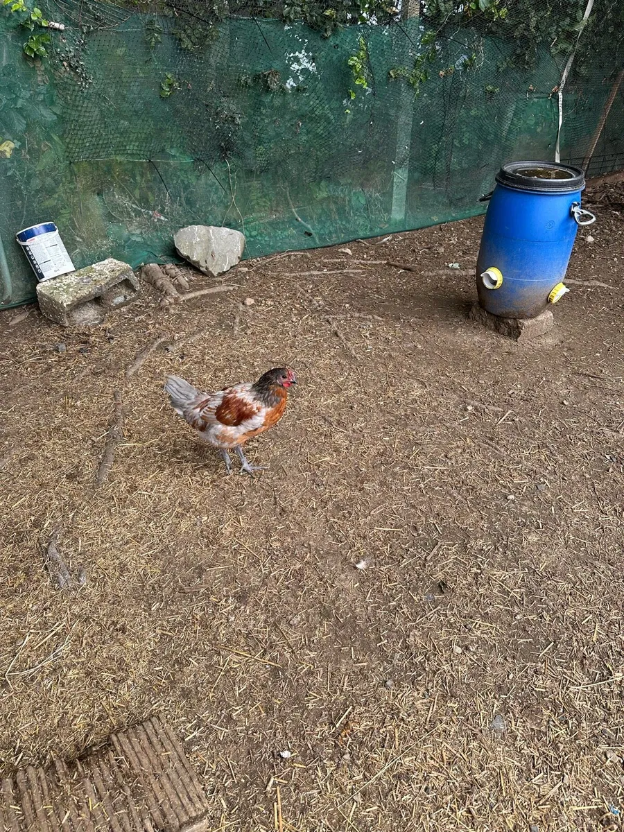 Pekin bantam cross - Image 4