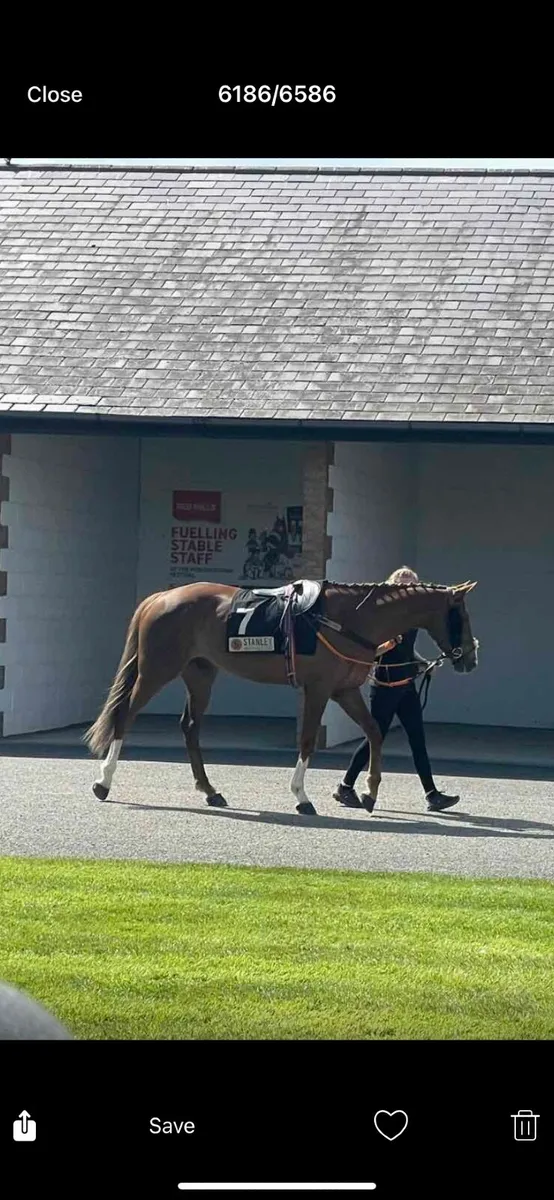 Horse - Image 1