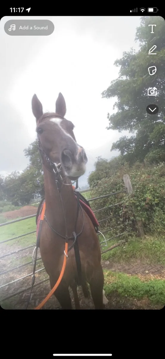 Horse - Image 2
